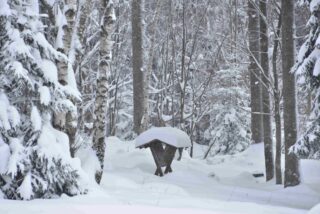 Montanie Resort Zima